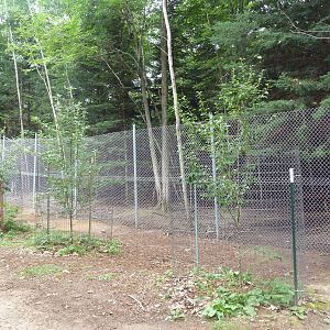 White-Tailed Deer Exhibit