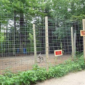 Red Kangaroo Exhibit