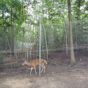 White-Tailed Deer Exhibit
