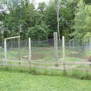 American Black Bear Exhibit