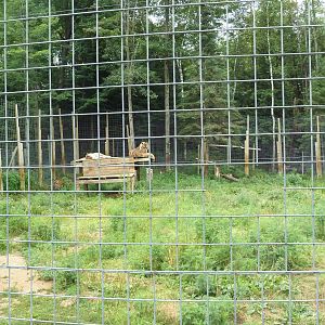 Indochinese Tiger + Bengal Tiger Exhibit