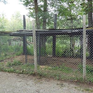 Cougar Exhibit - Holding Cage