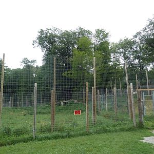 African Lion Exhibit