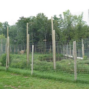 Indochinese Tiger + Bengal Tiger Exhibit