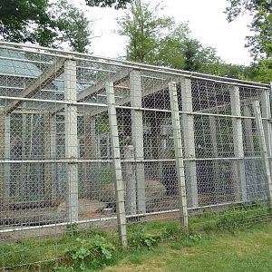 Brown Bear Exhibit (cub)