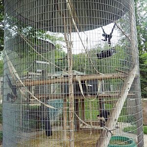 White-Fronted Capuchin Exhibit