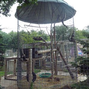 Colombian Spider Monkey Exhibit