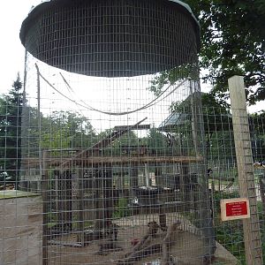 Japanese Macaque Exhibit