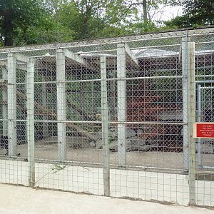 Black African Leopard Exhibit