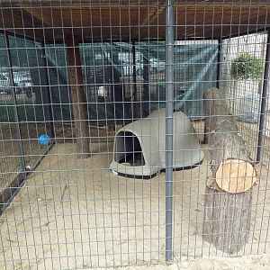 Bobcat Exhibit (kittens)