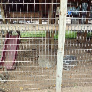 Pig-Tailed Macaque + Bonnet Macaque Exhibit