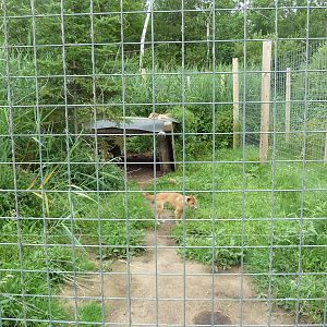 New Guinea Singing Dog Exhibit