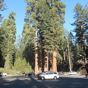 Giant sequoias with cars for scale