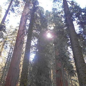 Giant sequoias