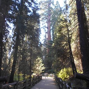 Giant sequoias with humans for scale
