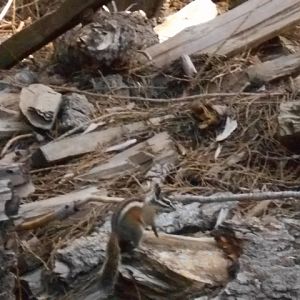 Chipmunk, Sequoia-King's Canyon National Park