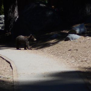 Black bear cub, Sequoia National Park, August 2014