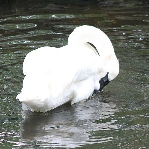 Trumpeter swan
