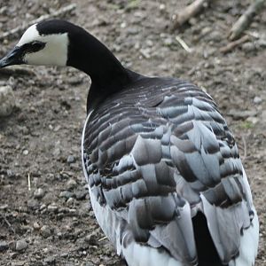Barnacle goose