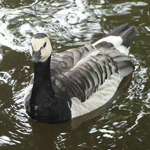 Barnacle goose