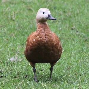 Ruddy shelduck