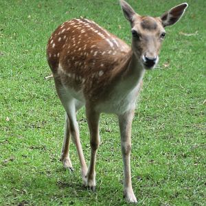 Fallow deer