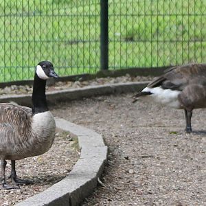 Canada geese