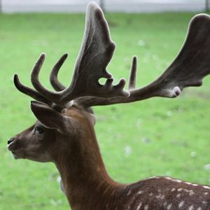 Fallow deer