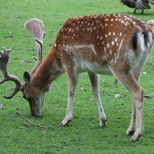 Fallow deer