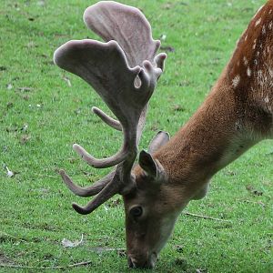 Fallow deer