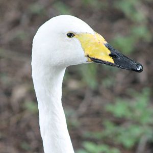 Whooper swan