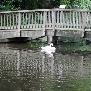Waterfowl enclosures