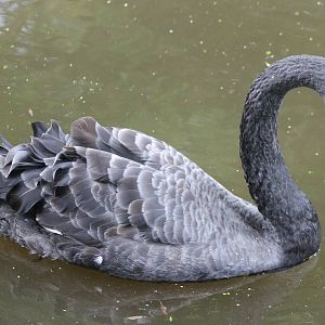 Black swan