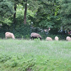 Mergelland-sheep enclosure