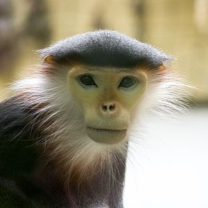 The last douc langur in Europe....