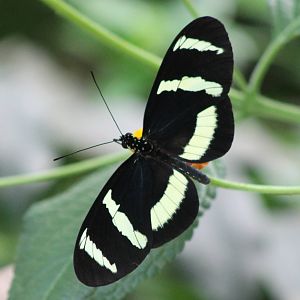 Heliconius species ID