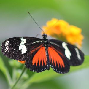 Heliconius species ID