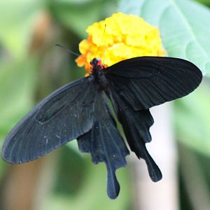 Atrophaneura kotzebuea