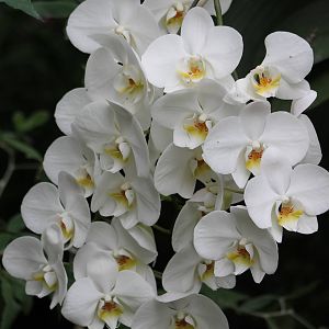 Orchid species