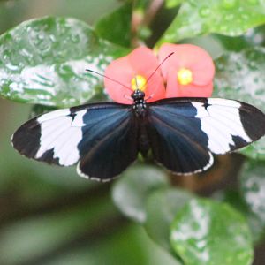 Heliconius species ID