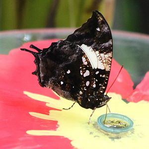 Butterfly ID