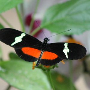 Heliconius species ID
