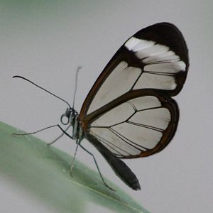 Glaswinged butterfly