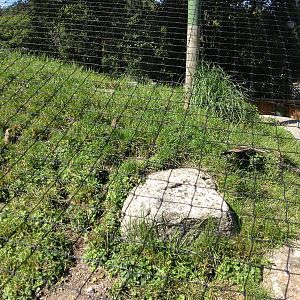 European Souslik exhibit