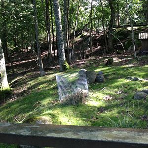 Southern pudu exhibit