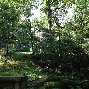 Red panda exhibit #1