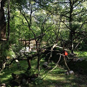 Red panda exhibit #2