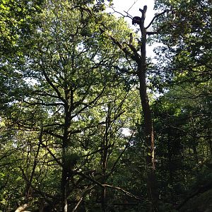Red panda exhibit #2