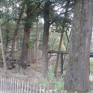 Aviary Abyssinian ground hornbills