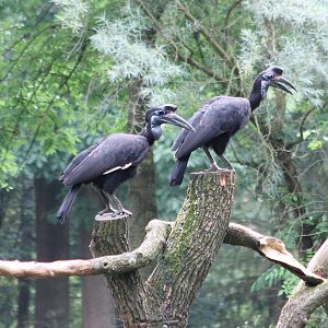 Abyssinian ground hornbills